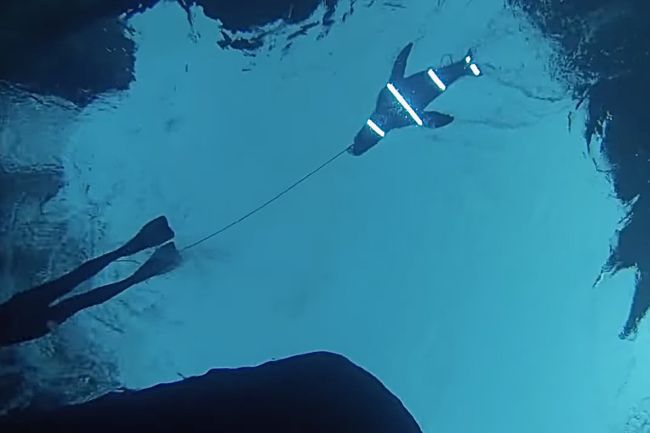 The secret of escaping from the shark's jaws: a lighted surfboard!