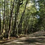 Gisum Forest Road, photo source: Google Map, photographer: Taxman