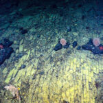 Video/ The first images of the