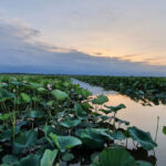 Anzali wetland vegetation, photo source: Google Map, photographer: Asad Zarnoosheh