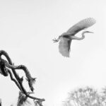 Black and white photo of pelican flying