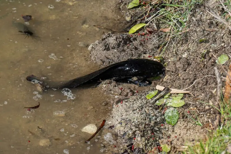 A walking catfish