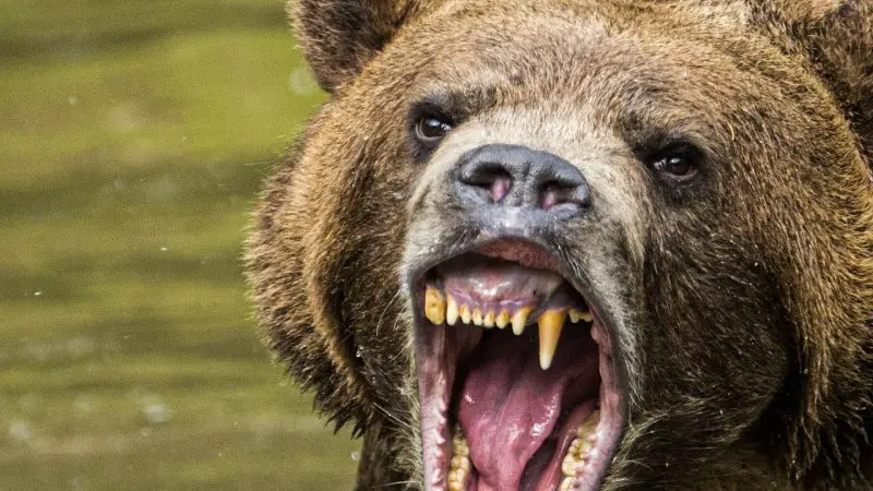 angry bear Source: whatifshow.com website; Photographer: Unknown
