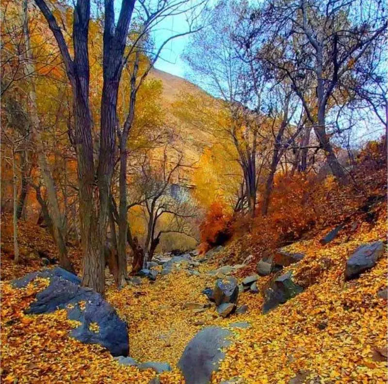 yellow autumn leaves at the foot of the trees in Khor village; Photo source: gardeshgarimazandaran, photographer: Mohammad Karmi