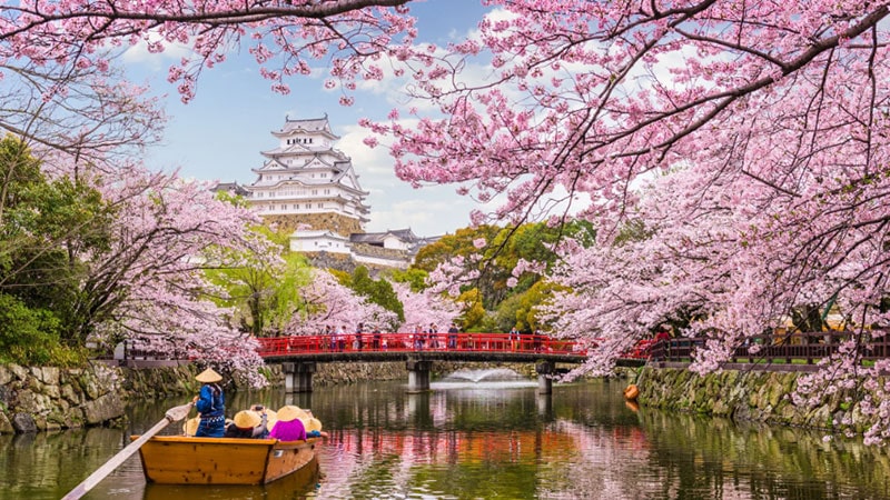 Japan Hanami Festival is one of the most famous festivals in Japan