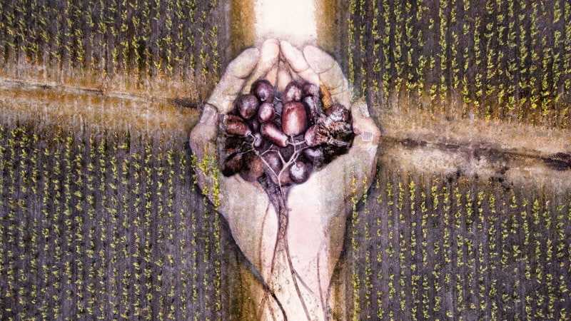 David Poppa's natural paiing of nature's generous hands