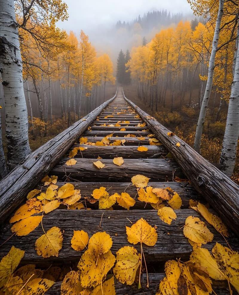 Train tracks in autumn