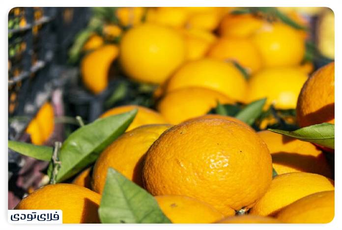 Ahvaz souvenirs Gifts from the heart of Khuzestan Citrus paradise in the heart of Ahvaz