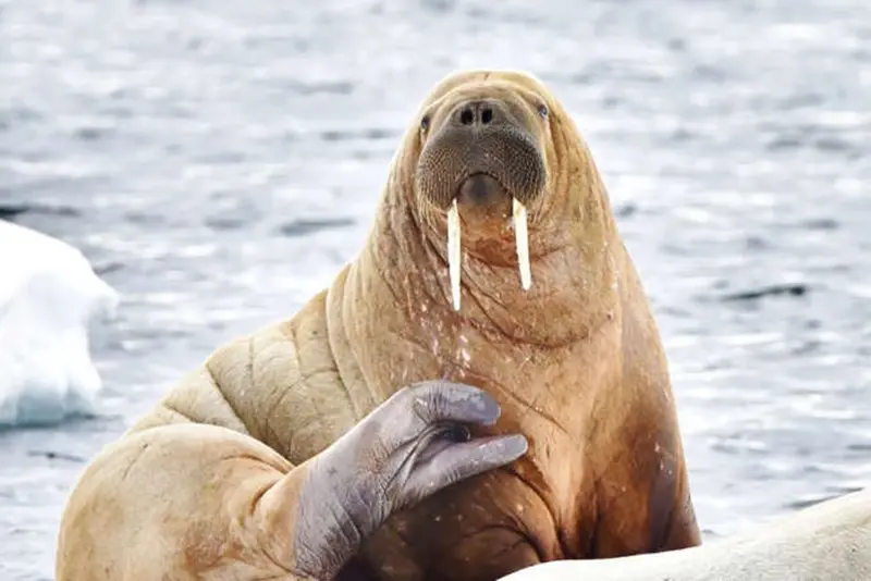 Sea elephas