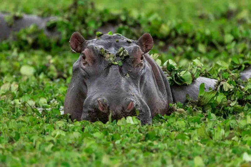Hippopotamus