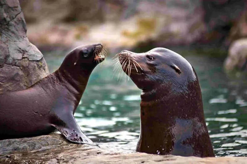 sea ​​lion
