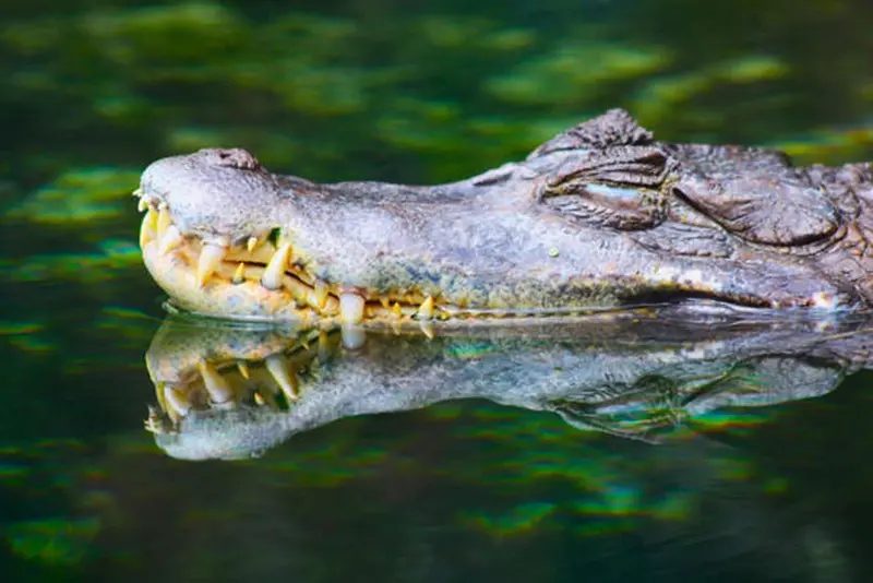 Alligators