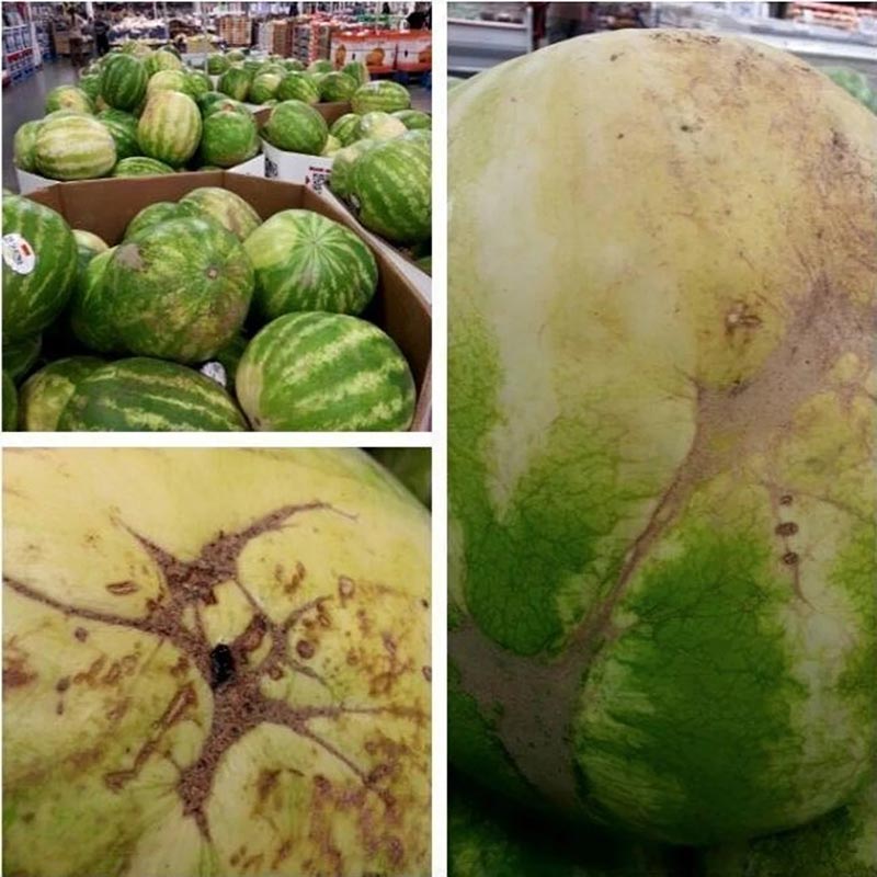 Cracks on watermelon photo source: actualitate.net; Photographer: Unknown