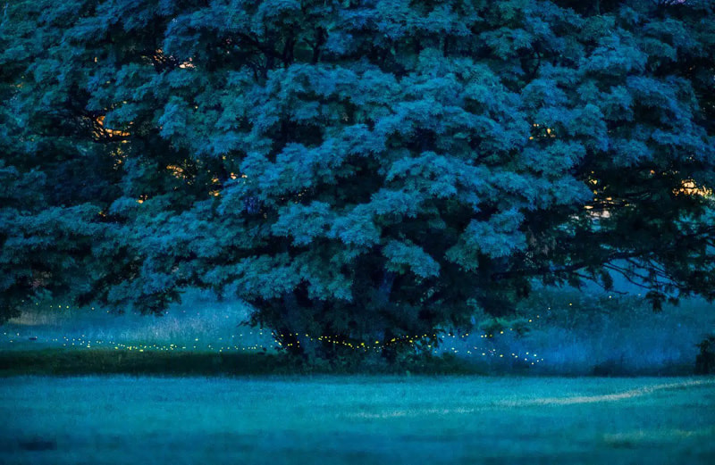 The lights of fireflies on the banks of the river