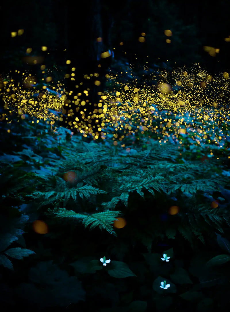 The glow of fireflies in the forest