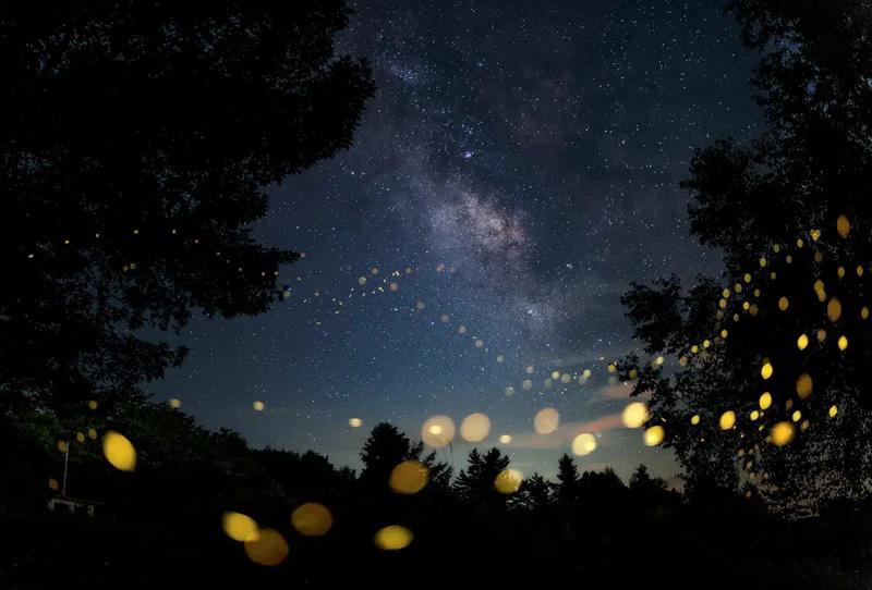 The light of fireflies in the dark night