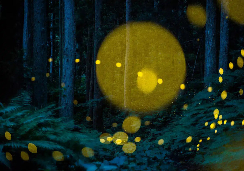 The yellow light of fireflies on a summer night