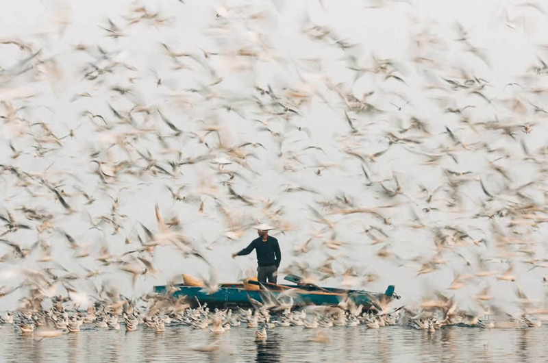 Feeding the seabirds from the boat