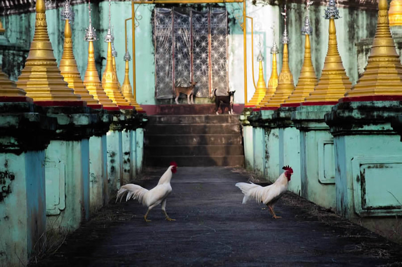 Two roosters in an old temple