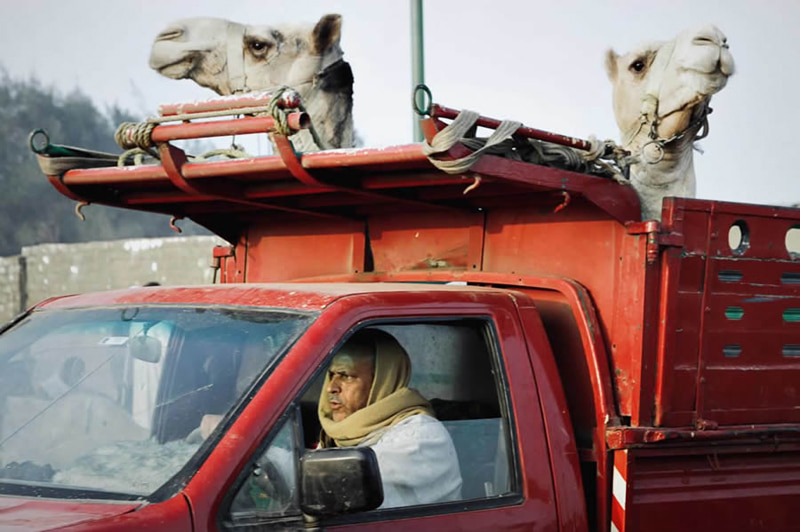 Transporting camels with vans