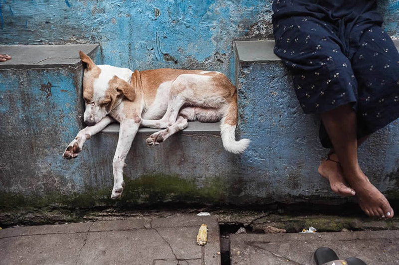 A dog sleeping in the street