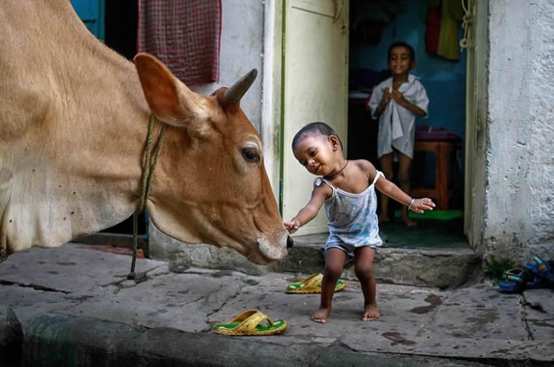 Feeding a child to a cow