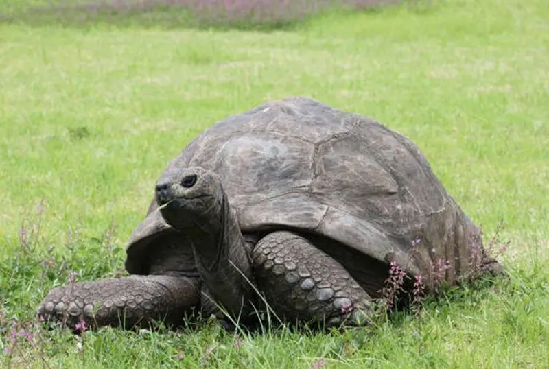 Jonathan the turtle
