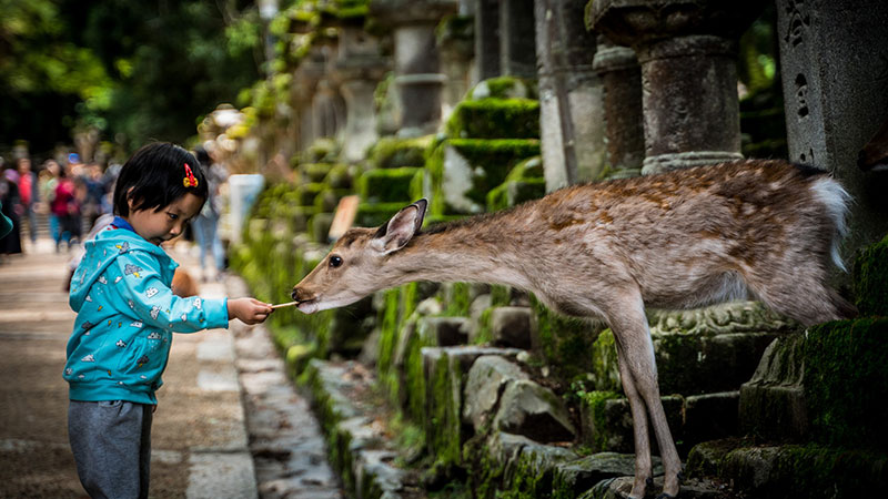 Nara Park