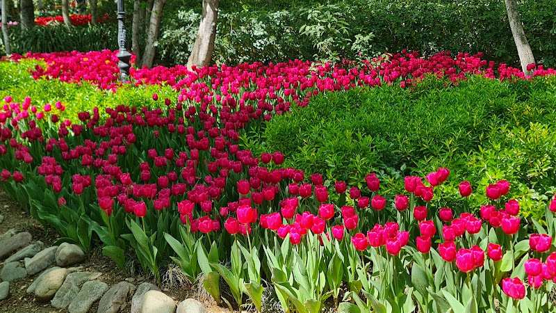 The tulip flowers of the Iranian garden park; Source: Google Map; Photographer: A1group Iran