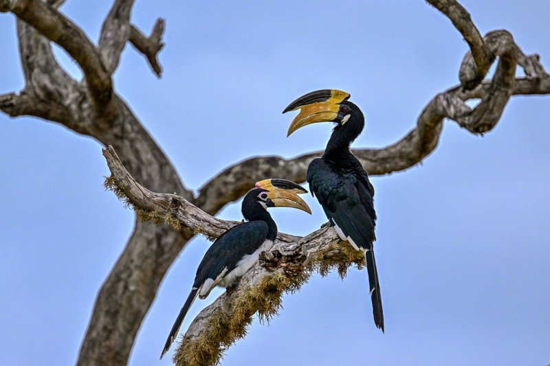Hornbills in the National Park of Sri Lanka; Source: theguardian; Photographer: Ishara S Kodikara