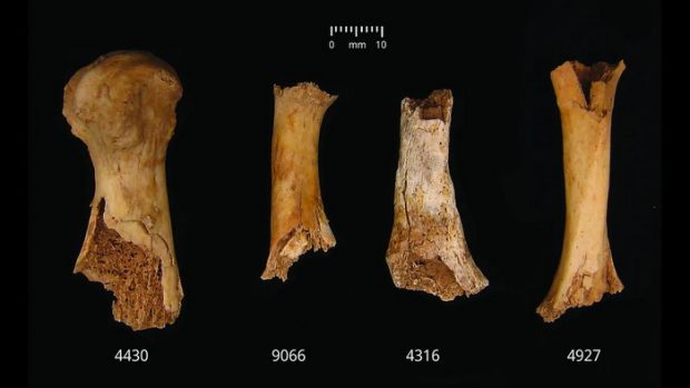 Cannibalism in prehistoric times