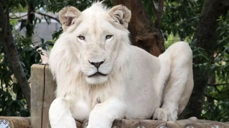 Johannesburg Zoo