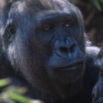 A fifth of the animals in a zoo tested positive for Covid
