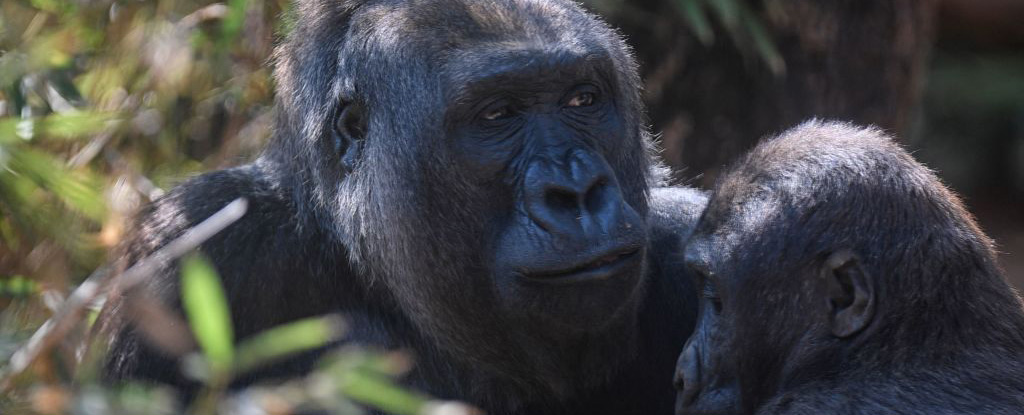 A fifth of the animals in a zoo tested positive for Covid