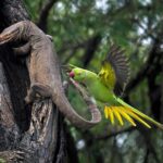 A parrot attacks a tree reptile in India; Source: theguardian; Photographer: Hira Punjabi