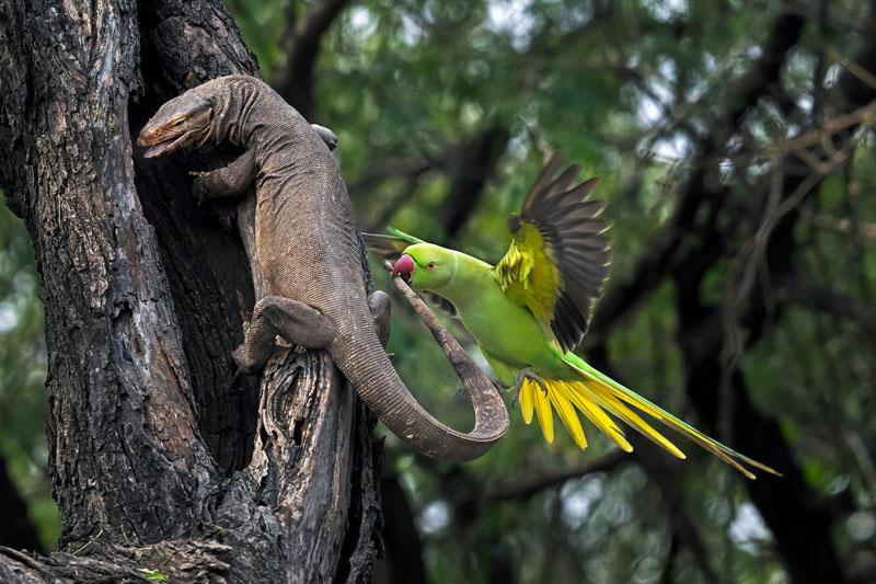 A parrot attacks a tree reptile in India; Source: theguardian; Photographer: Hira Punjabi