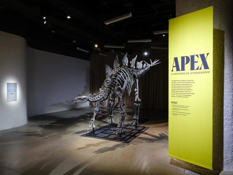 44 million dollar dinosaur skeleton in