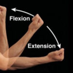 Movement terms of extension and flexion