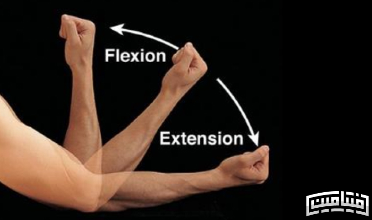 Movement terms of extension and flexion