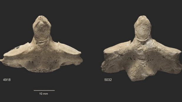 Cannibalism in prehistoric times