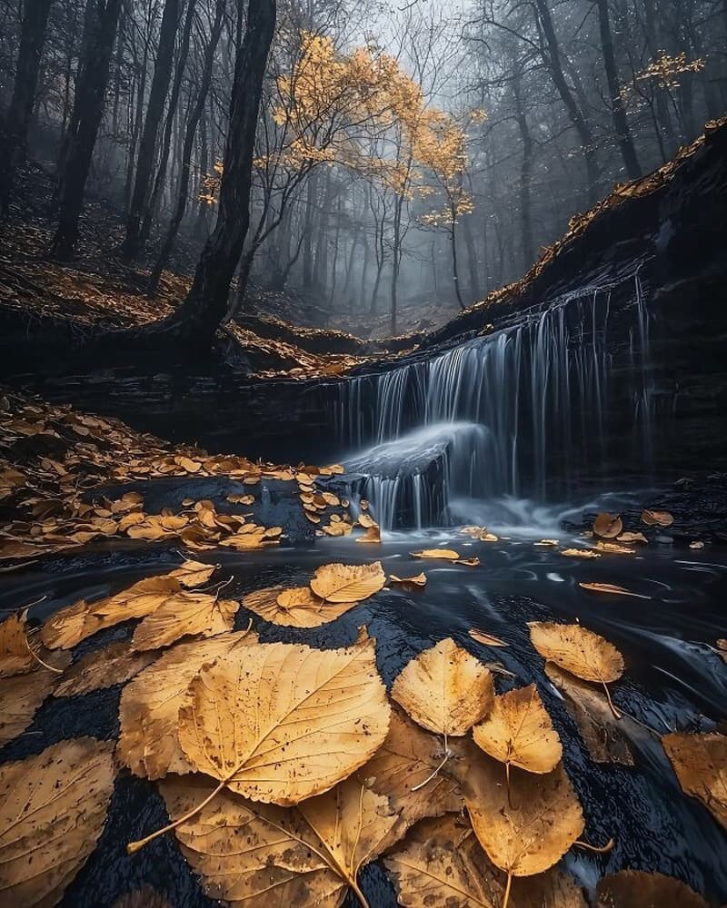 AI-generated image of an autumn forest