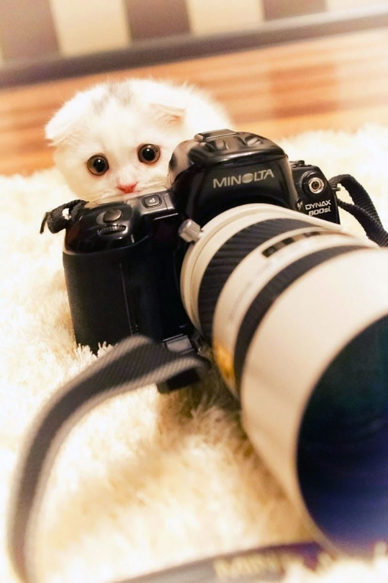 White cat behind the camera