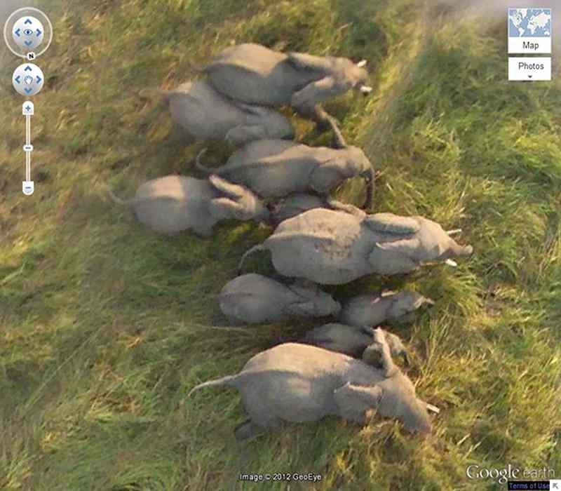 Aerial view of elephas in Chad, photo source: GeoEye, photographer: unknown