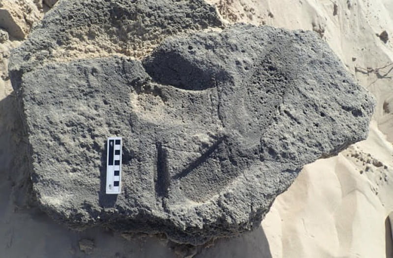   Possible shoe pris in the Garden Route National Park in South Africa; Photo source: discovermagazine; Photographer's name: Charles Helm