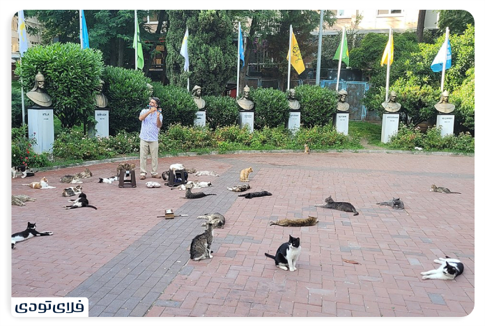 Turkish souvenirs What are the best souvenirs of Türkiye? Cats of Istanbul