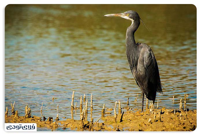 Protected areas of Iran's mangrove forest