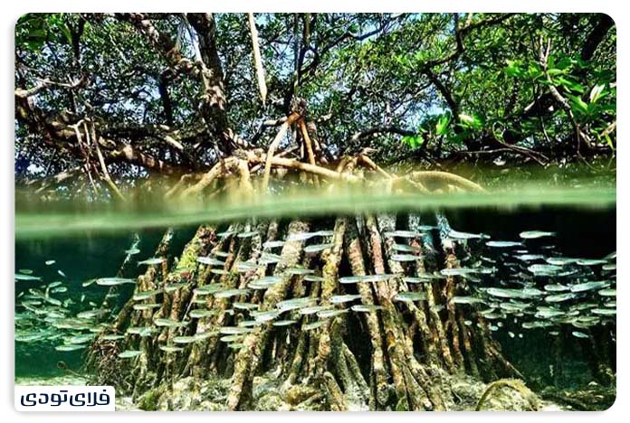 Mangrove forests in Iran