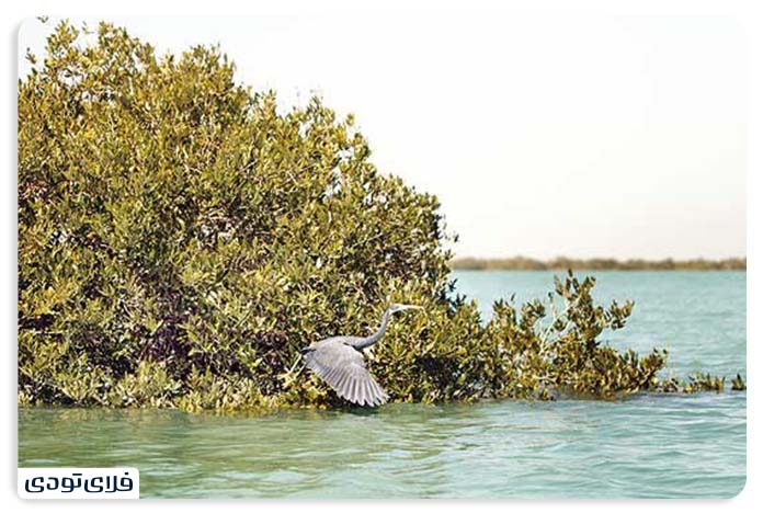 The attractions of Qeshm mangrove forest