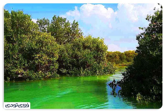 The best time to visit the mangrove forest