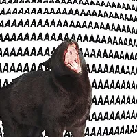 Meme coin aaa cat on the Sui network